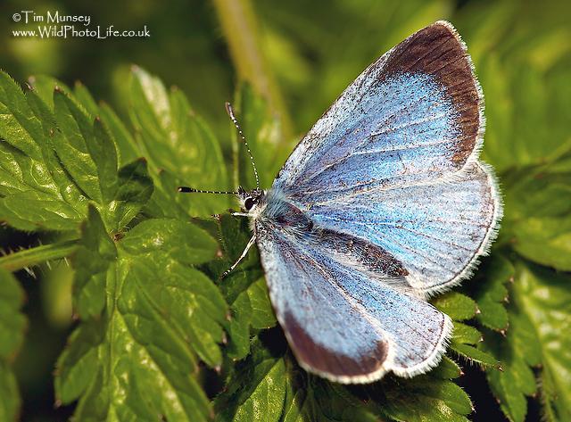 Holly Blue Butterfly.jpg